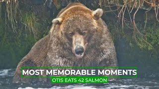 Otis Eats 42 Salmon | Memorable Moments in Bear Cam History