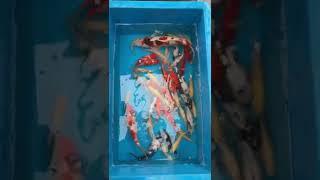 took this video this video before i moved them #shorts #koi #pets #fish