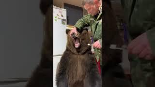 Brave Man Brushes Bears Pearly Whites! 🪥