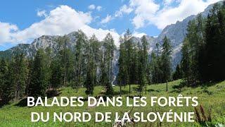 Balades dans les forêts du nord de la Slovénie