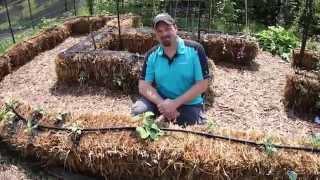 Straw Bale Gardening Conditioning the Bales