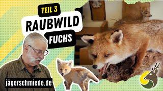 Raubwild (Teil 3): Fuchs  Werde fit für deine Jagdprüfung!