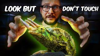 Top 5 Display Reptiles | You SHOULD NOT Touch These BEAUTIFUL Reptiles