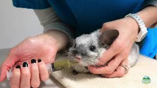 How to Syringe Feed Critical Care to Your Rabbit, Guinea Pig, or other Small Pet