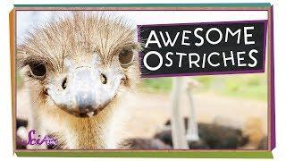 Ostriches: The World's Biggest Birds! | Biology for Kids | SciShow Kids