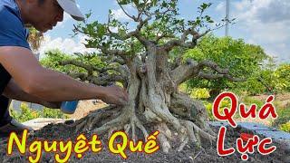 Sử Lý Cây Nguyệt Quế Bonsai Lùn Lực.