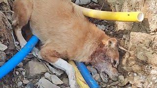 This dog seemed dead in the ditch but then she cried…