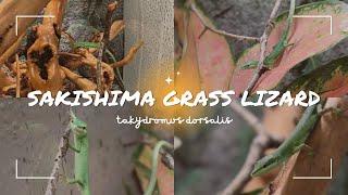 Takydromus Dorsalis (Sakishima Grass Lizard) Unboxing + Hatchling Set Up | Kam’s Reptiles