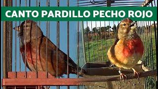 RECOPILACION de CANTO de PARDILLO Sonido LIMPIO  (20Minutos)