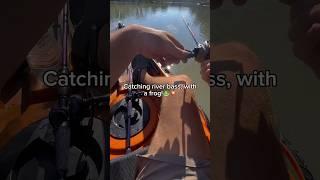 Catching a river bass on a FROG! #fishing #shorts