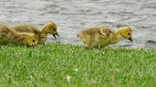 ️ Baby Birds Feeding For The First Time ️