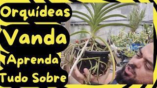 Orquídeas Vanda! Aprenda tudo Sobre essas lindas flores!