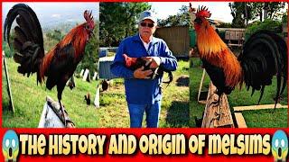 The history and origin of melsims black chicken.