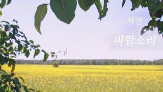 유채밭 잔잔한 바람소리 ASMR - 1시간  (자연 휴식 명상 공부 수면)