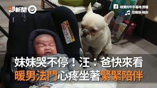 台中暖男法鬥犬緊緊陪伴哭泣妹妹 向狗爸投射求救眼神：快來看｜寵物｜法國鬥牛犬