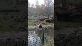 #shorts Braunbär Heimat-Tierpark Olderdissen Bielefeld 05.11.2024