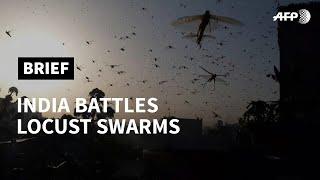 India sees worst locust plague in almost three decades | AFP