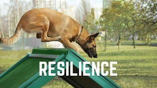 Making Resilient & Tolerant Dogs with Tactile Drills | Grassroots K9