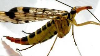 Scorpionfly Zoology (Austria)