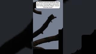 Can Animals See Spirits?  The Mystery of Owl Sight | Eternal Bytes #13