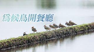 Open a Restaurant for Migrant Birds