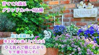 【植えて大満足＊素敵グランドカバー】【お庭の管理が楽＆お洒落に変わる】【暑い夏・寒い冬を越える丈夫な９品種】ガーデニング/庭づくり/宿根草多年草