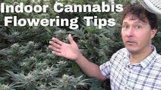 Indoor Cannabis Flowering Tips to Grow Dense Buds & Prevent Mildew