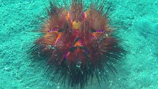 Sea Fire Urchin