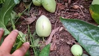 Somebody stole my biggest Pepino (Solanum muricatum)