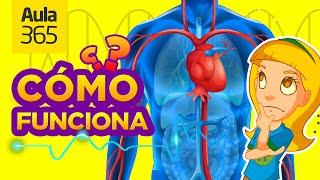 ¿Cómo funciona el Cuerpo Humano? | Videos Educativos Aula365