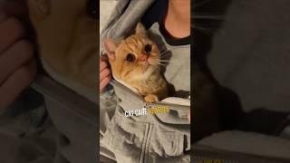 Vets Won’t Tell You These 4 Cat Secrets!