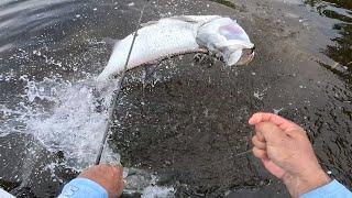 Bait Check #2.  Pilchard Search Middle Backcountry.