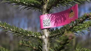 Geil & Berner offers Certified Original Nordmann Christmas trees