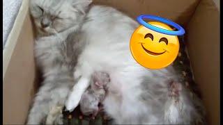 Story of my Kittens and Angel Persian Kittens