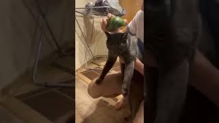 кот в шлеме #коты #юмор