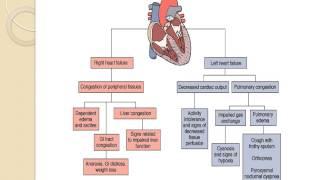 Pediatric Cardiac  Lecture