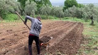 Yeni Bahçe ve Bahçe Yatakları