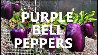 Purple Bell Peppers Black Heirloom Sweet Fruit Growing in the Garden