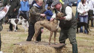 Lurcher Racing in Ireland