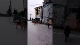 Face to Face with a Pack of stray dogs ‍