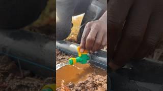 Setting drip irrigation system #short #shorts #trending #dripirrigation #experiment  #irrigationtech