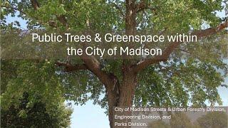 Presentation by Streets, Urban Forestry, Engineering and Parks: Managing trees and urban green space