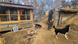 Hidden paradise in the mountains: The man who lives alone but happily with his animals.