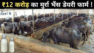 मुर्रा भैंस का 72 साल पुराना करोड़ों का डेयरी फार्म | Buffalo Farming | Murrah Buffalo Farm