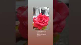 Pookkale sattru Oyivedungal | Melting | Status |love |Roses | Tamil song