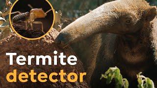 Giant Anteaters are  Termite Detectors I Wild to Know