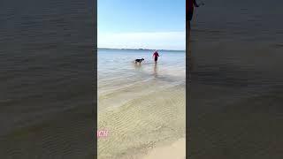 Best Place to Take Your Dog in Ft  Walton Beach