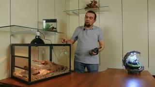 Королевская змея великолепная | | Рептилии дома