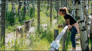 Yamnuska Wolf Dog Sanctuary - Self Guided Sanctuary Walk