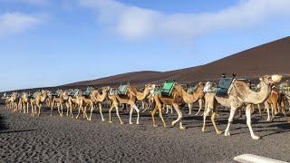 Camel Ride Lanzarote Tour, Timanfaya National Park Review 2023 4KHD